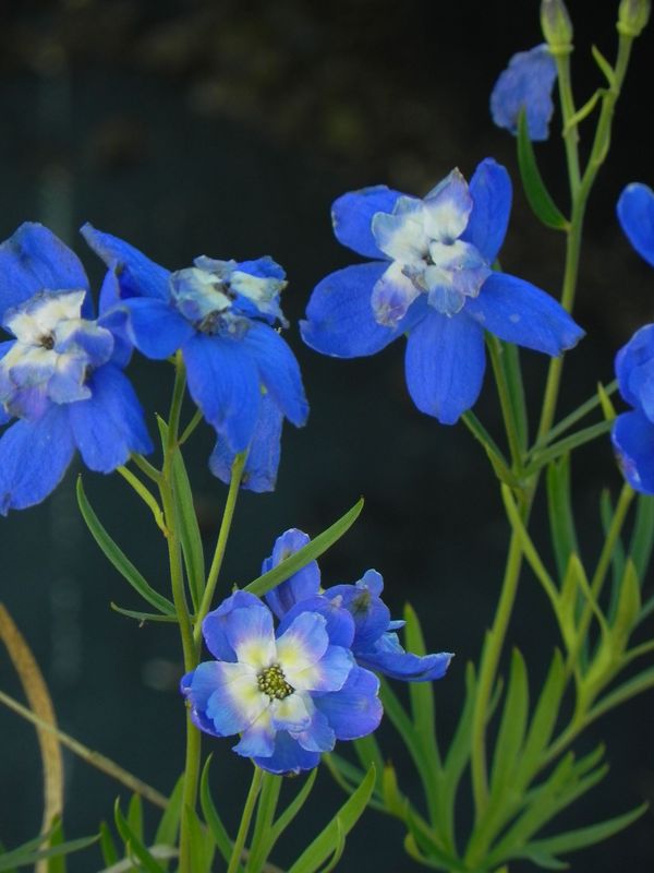 Delphinium grandiflorum ‘Ocean Cheer Blue’