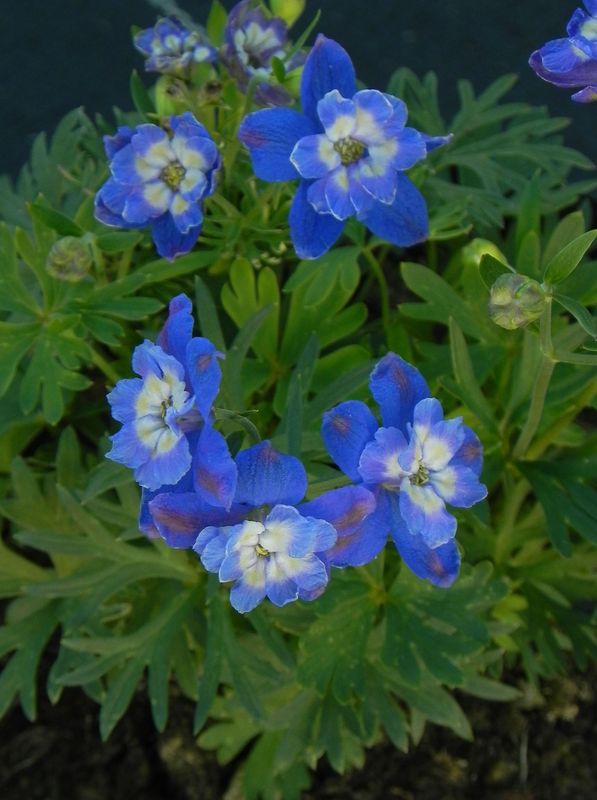 Delphinium grandiflorum ‘Ocean Cheer Blue’