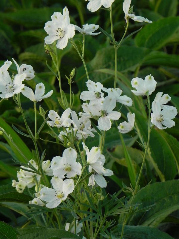 Delphinium grandiflorum ‘Ocean White’