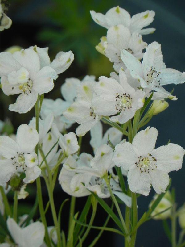Delphinium grandiflorum ‘Ocean White’