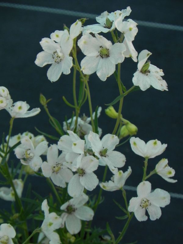 Delphinium grandiflorum ‘Ocean White’