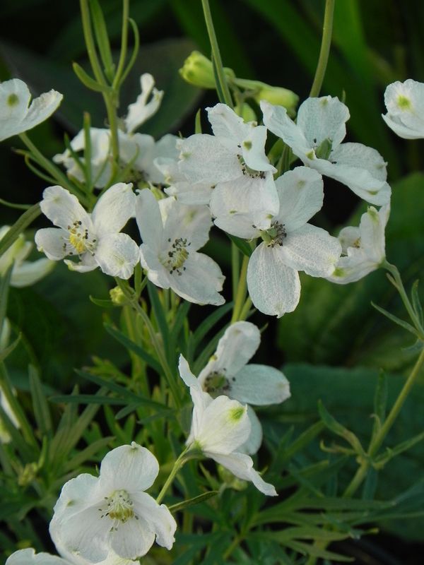 Delphinium grandiflorum ‘Ocean White’