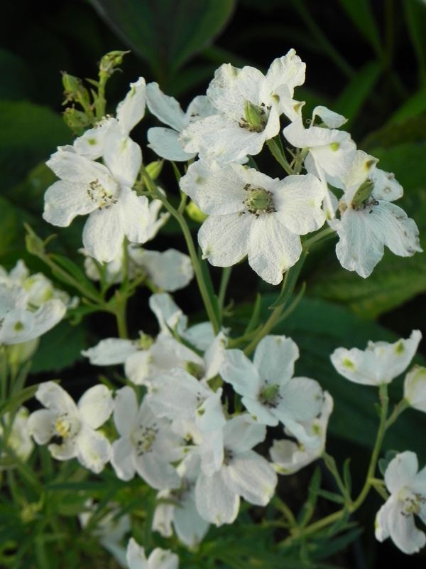 Delphinium grandiflorum ‘Ocean White’