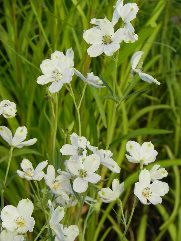 Delphinium grandiflorum ‘Ocean White’