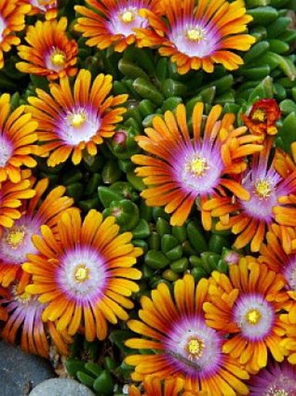 Delosperma ‘Fire Spinner’