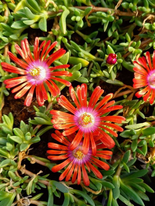 Delosperma ‘Sundella Red’