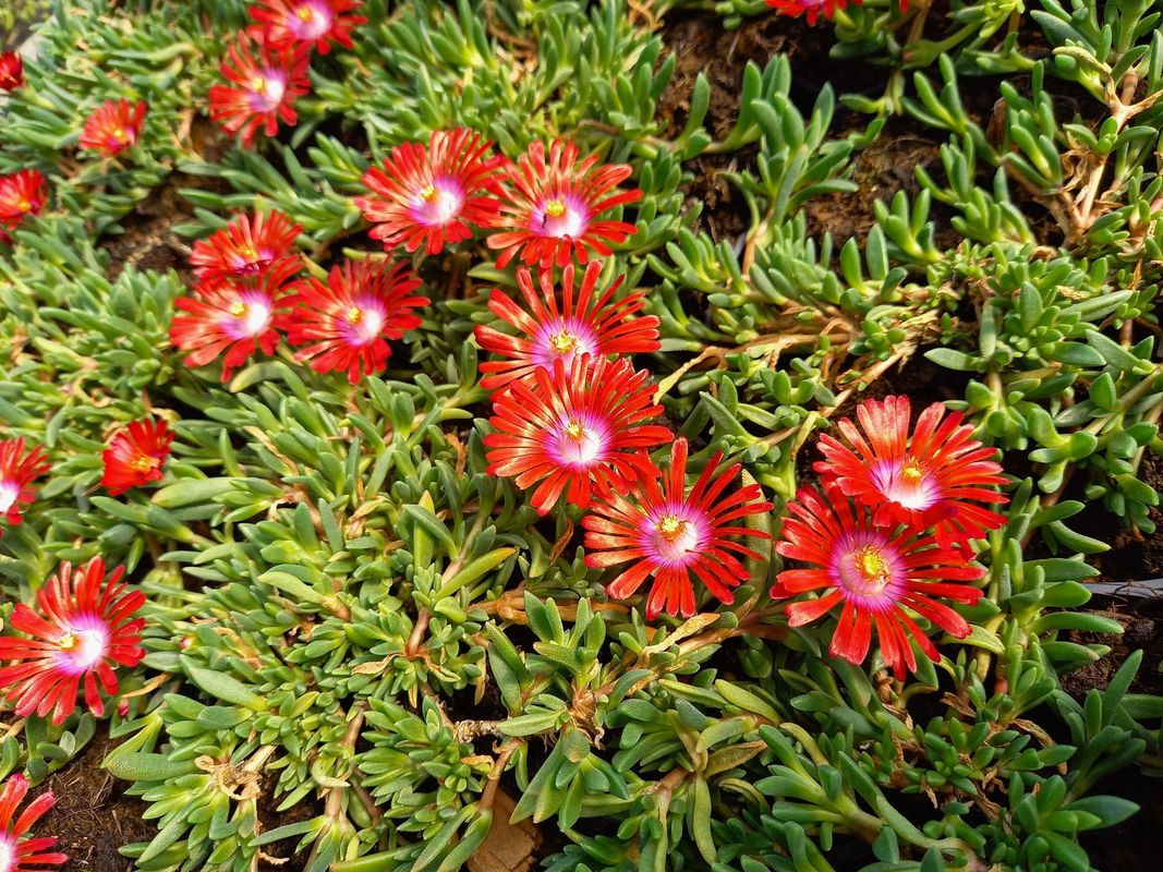 Delosperma ‘Sundella Red’