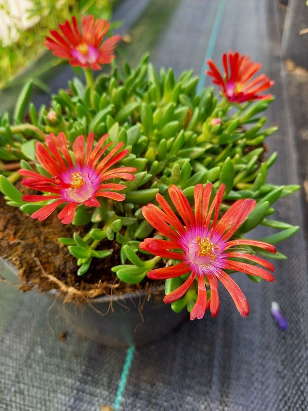 Delosperma ‘Sundella Red’