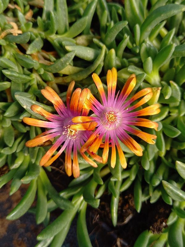 Delosperma ‘Sundella Apricot’