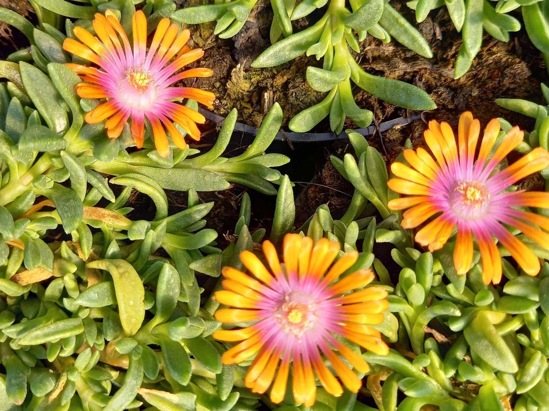 Delosperma ‘Sundella Apricot’