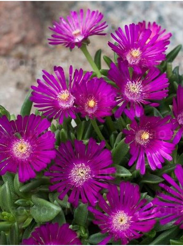 Delosperma ‘Sundella Neon’