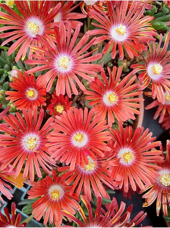 Delosperma ‘Sundella Flame’