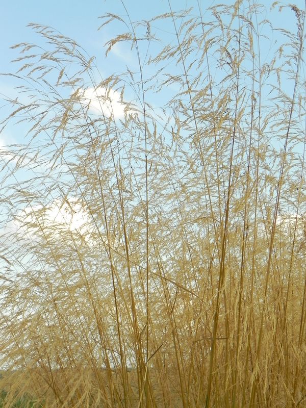 Deschampsia caespitosa