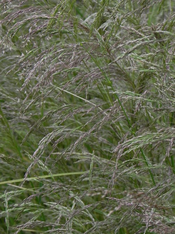 Deschampsia caespitosa
