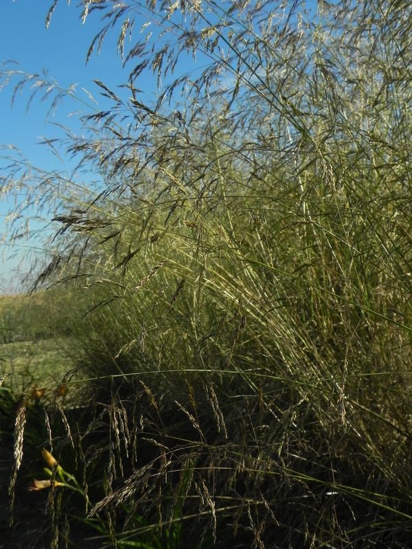 Deschampsia caespitosa
