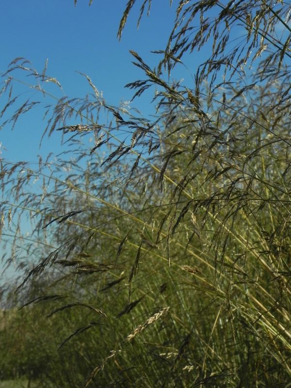 Deschampsia caespitosa