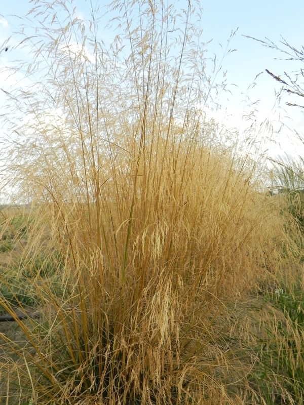 Deschampsia caespitosa