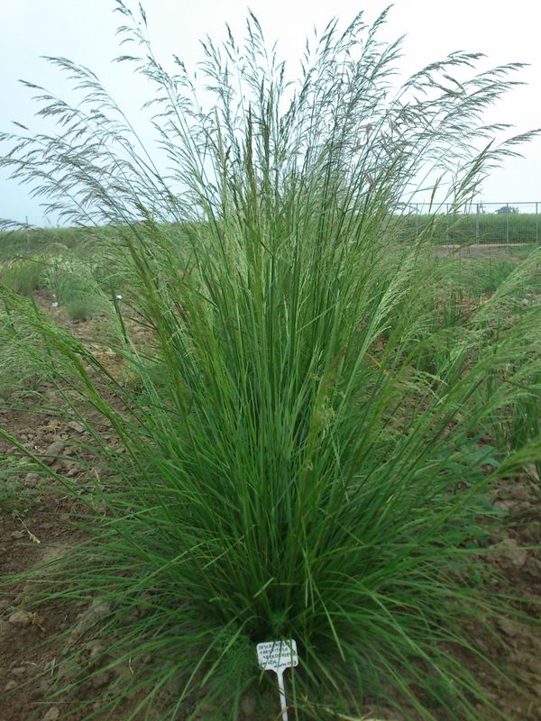 Deschampsia caespitosa ‘Goldschleier’