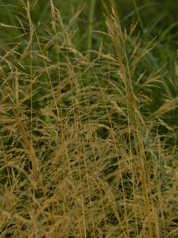 Deschampsia caespitosa ‘Goldschleier’