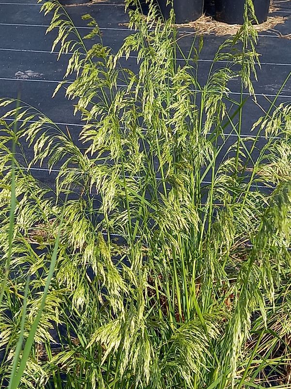 Deschampsia caespitosa ‘Goldschleier’