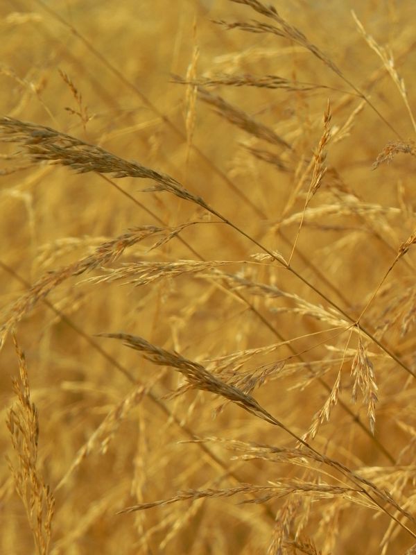 Deschampsia caespitosa ‘Goldschleier’