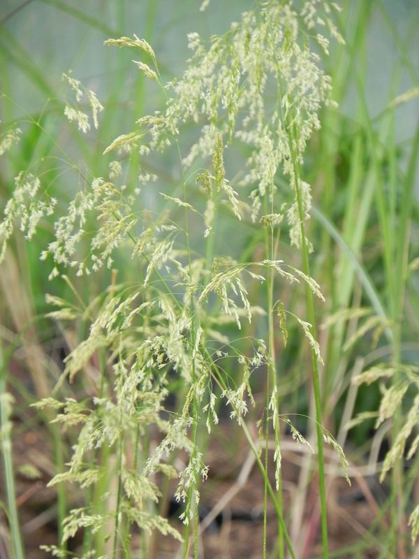 Deschampsia caespitosa ‘Goldschleier’