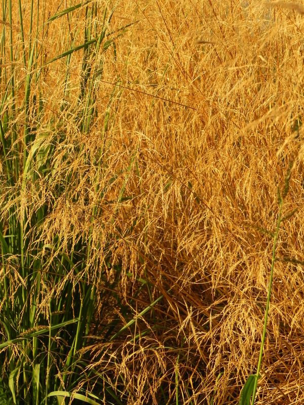 Deschampsia caespitosa ‘Goldschleier’