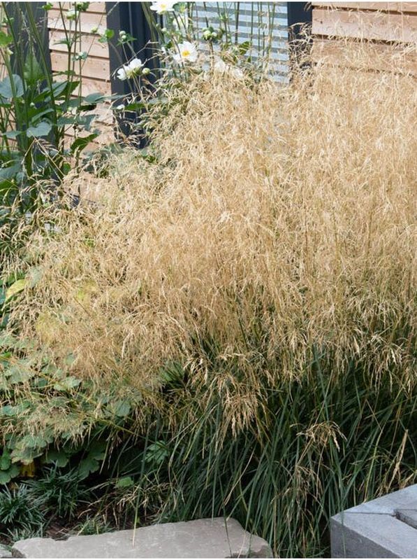 Deschampsia caespitosa ‘Palava’