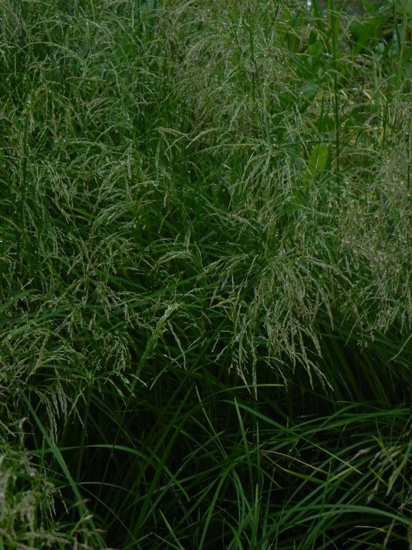Deschampsia caespitosa ‘Palava’