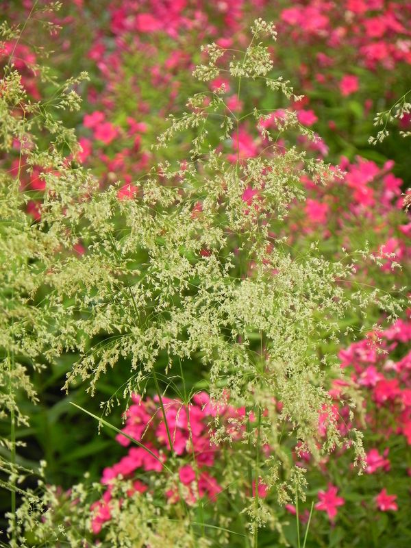 Deschampsia caespitosa ‘Tardiflora’
