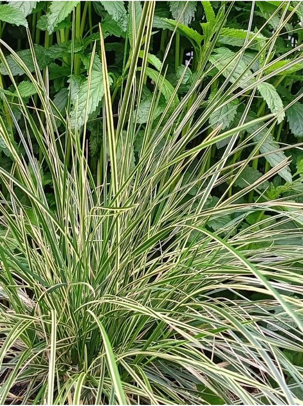 Deschampsia caespitosa ‘Northern Lights’
