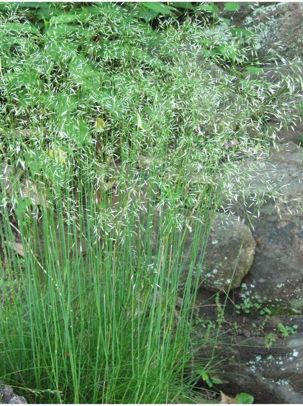 Deschampsia flexuosa