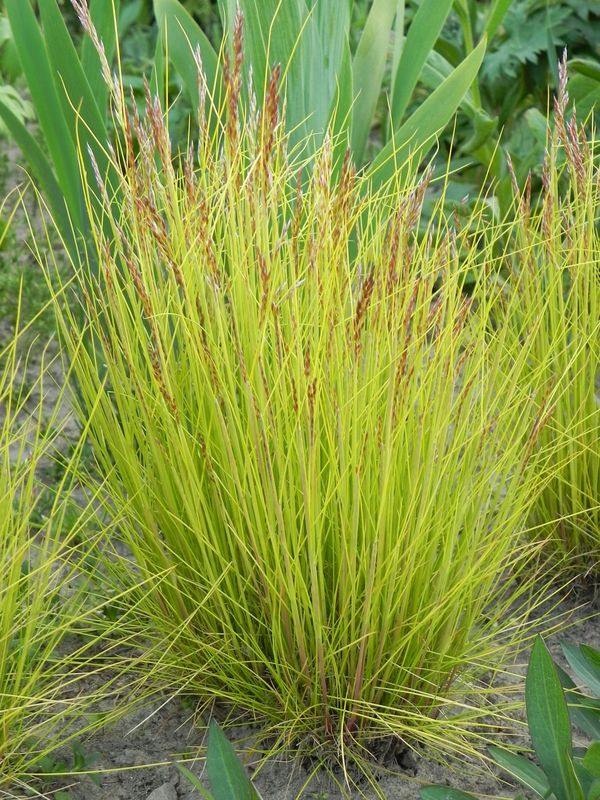 Deschampsia flexuosa ‘Tatra Gold’