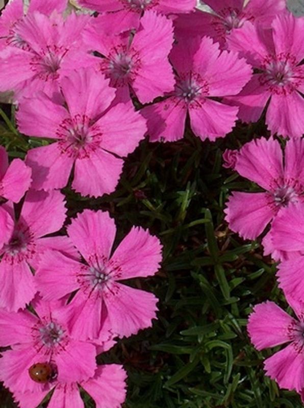 Dianthus alpinus