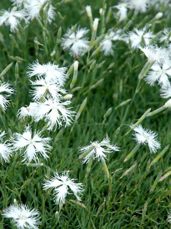 Dianthus arenarius