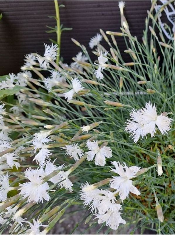 Dianthus arenarius ‘Little Maiden’