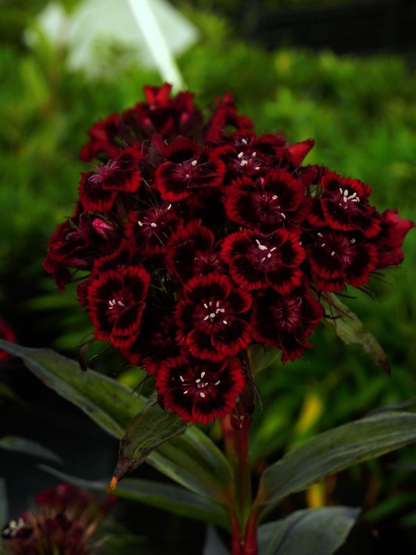 Dianthus barbatus ‘Nigrescens’