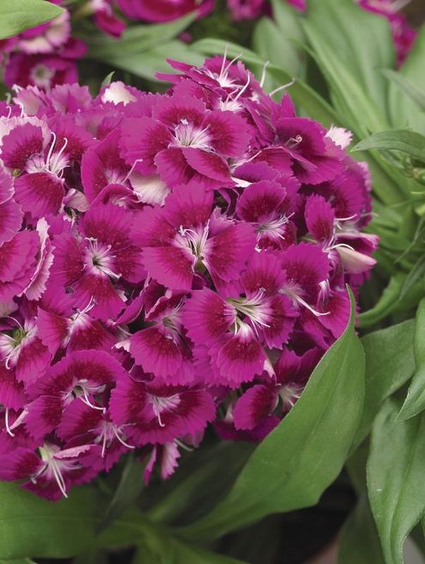 Dianthus barbatus ‘Barbarini® F1 Purple’
