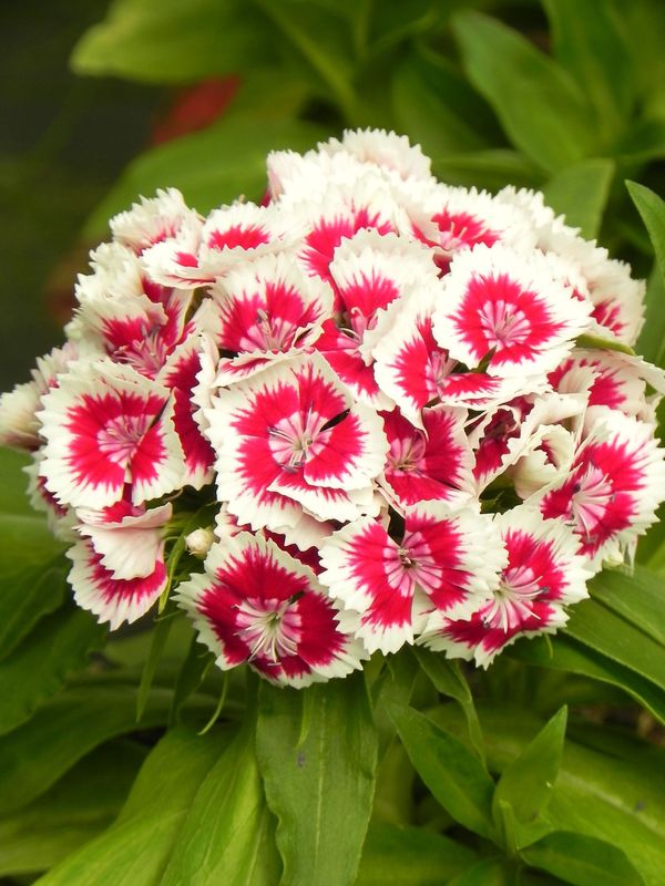 Dianthus barbatus ‘Barbarini® F1 Red Picotee’