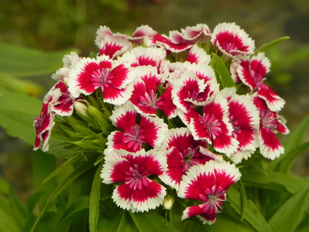 Dianthus barbatus ‘Barbarini® F1 Red Picotee’