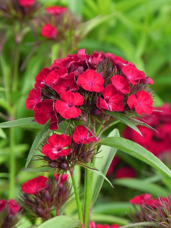 Dianthus barbatus ‘Dash F1 Crimson’