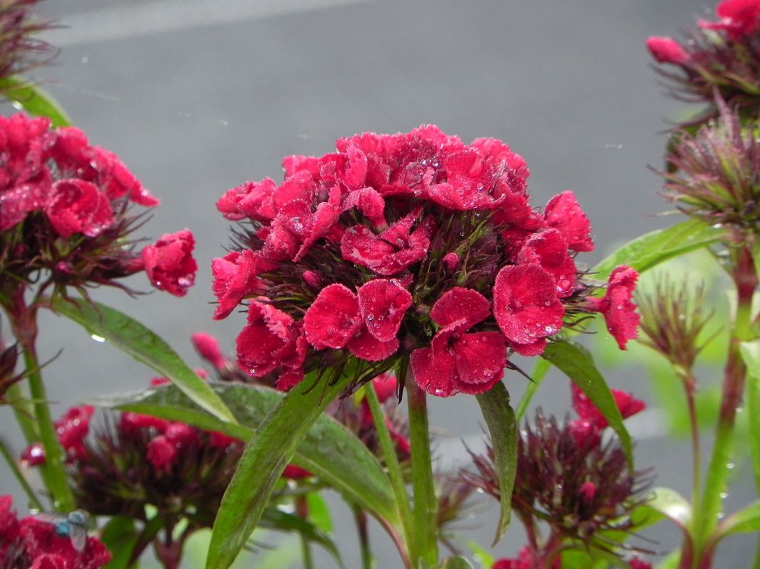 Dianthus barbatus ‘Dash F1 Crimson’