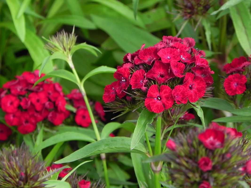 Dianthus barbatus ‘Dash F1 Crimson’