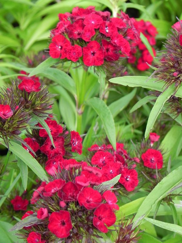 Dianthus barbatus ‘Dash F1 Crimson’