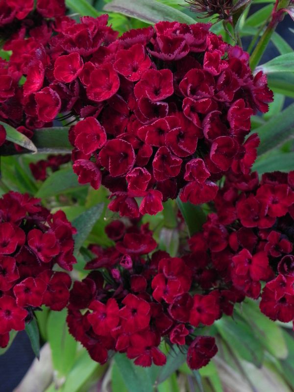 Dianthus barbatus ‘Dash F1 Crimson’