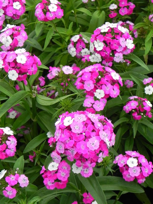 Dianthus barbatus ‘Dash F1 Magician’