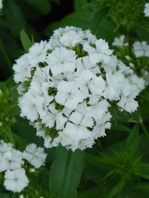 Dianthus barbatus ‘Dash F1 White’