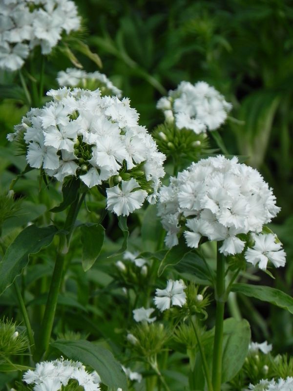 Dianthus barbatus ‘Dash F1 White’