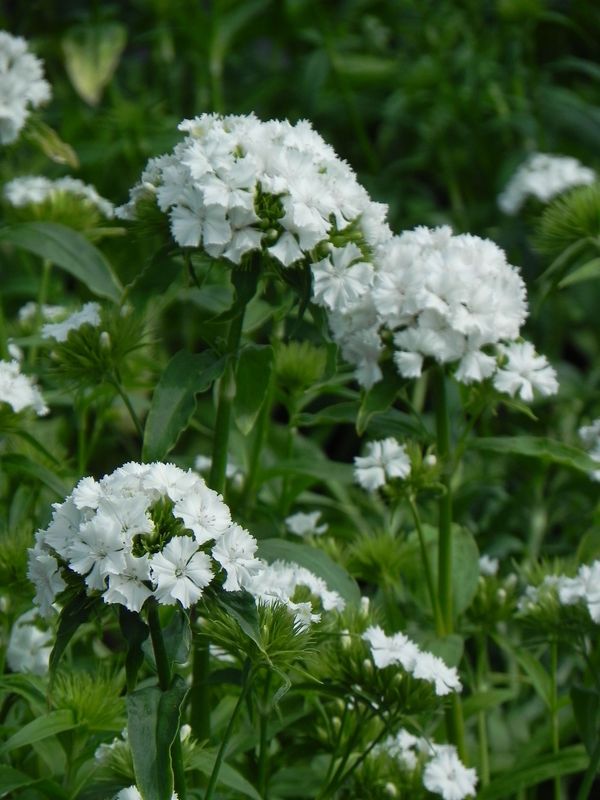 Dianthus barbatus ‘Dash F1 White’