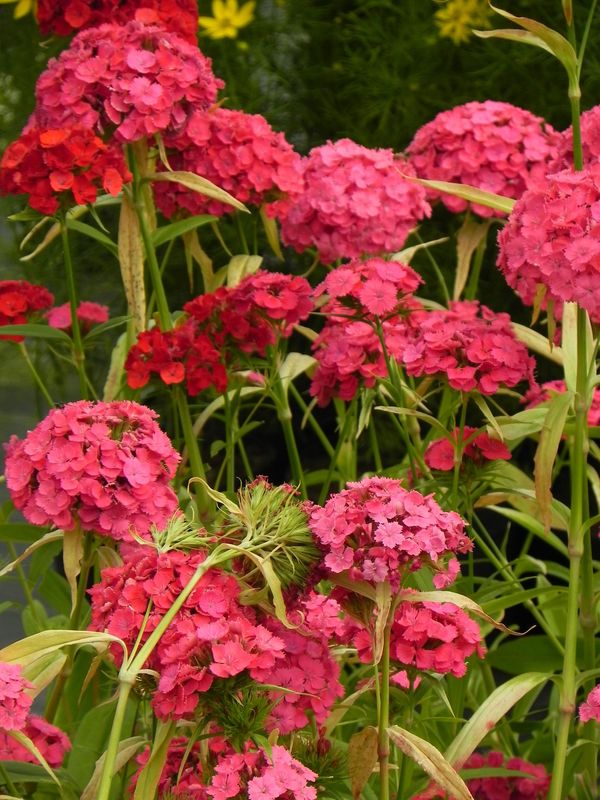 Dianthus barbatus ‘Dash F1 Pink’